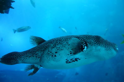 Fish swimming in sea