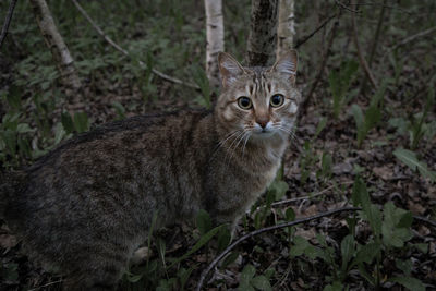 Portrait of cat on field