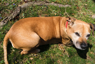 Close-up of dog on grass