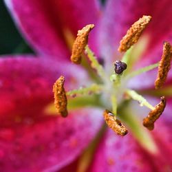 Close-up of pink flower