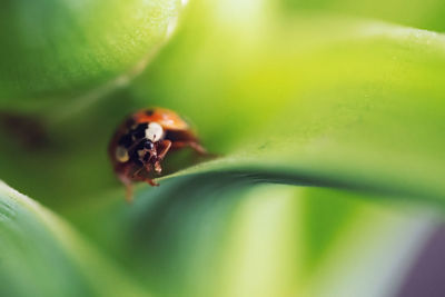 Close-up of insect on leaf