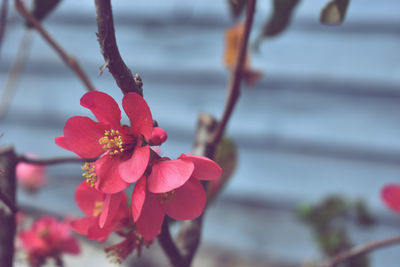 Close-up of red flowering plant