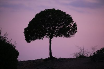 Silhouette tree on field against sky at night