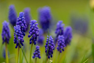 Close-up of purple flowering plants on field