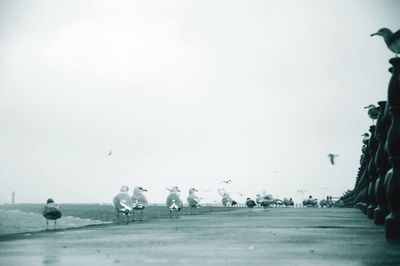Flock of birds against clear sky