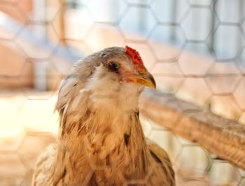 Close-up of a bird