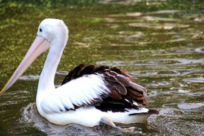 Close-up of swan swimming in lake