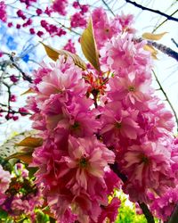 Low angle view of pink flowers blooming on tree