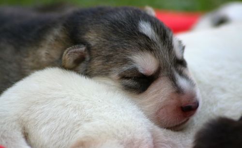 Close-up of dog resting