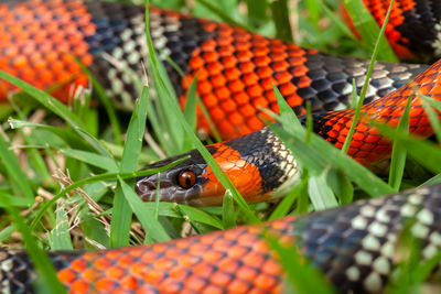 Close-up of snake