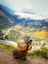 Close-up of marmot eating on field at swiss alps