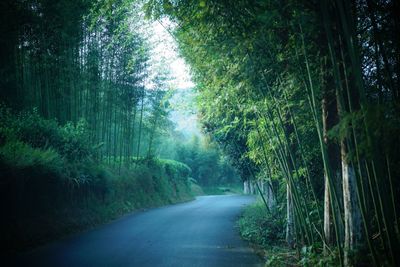 Empty road amidst trees