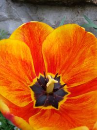 Close-up of yellow flower