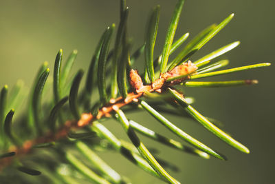 branch