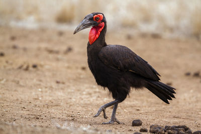 Close-up of a bird