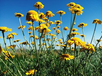 Close-up of yellow daisies blooming on field during sunny day