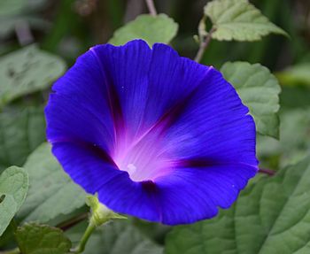 Close-up of purple flower blooming outdoors