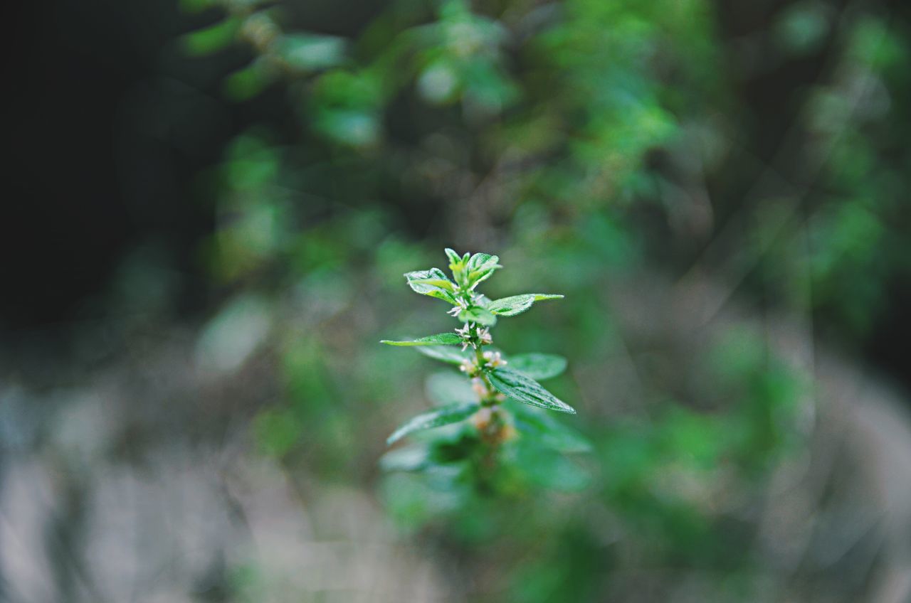 focus on foreground, growth, close-up, plant, leaf, green color, nature, selective focus, stem, twig, branch, day, outdoors, no people, beauty in nature, green, growing, tranquility, sunlight, beginnings