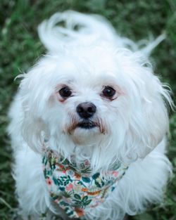 Close-up portrait of white dog