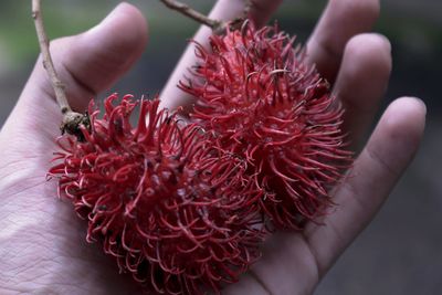 Cropped hand holding rambutans