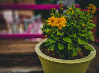 Close-up of potted plant on table