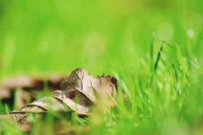 Close-up of leaf in grass