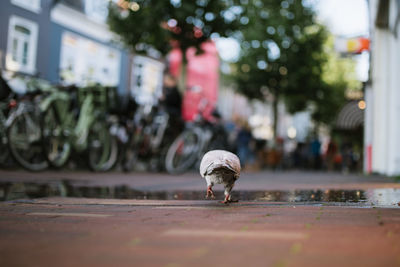 Close-up of bird on street