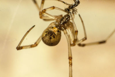 Close-up of spider