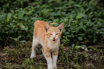 Portrait of a cat