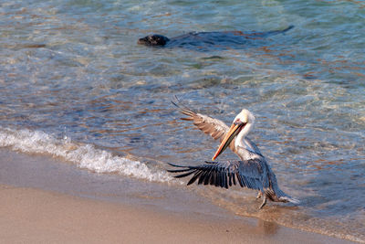 Bird flying over sea