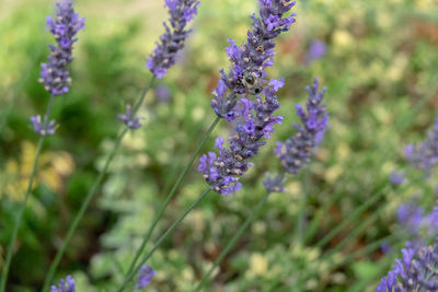 Close-up of purple flowering plants