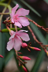 Close-up of pink flowers blooming outdoors