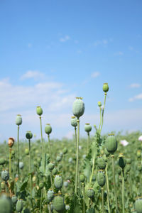 Close-up of plants growing on field against sky