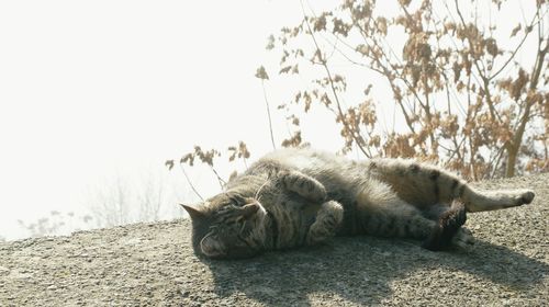 Close-up of a sleeping resting against sky