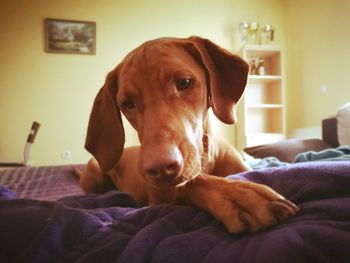 Close-up portrait of dog relaxing on bed at home