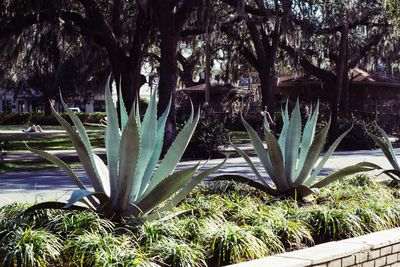 Cactus plants in park