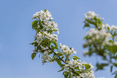 Low angle view of white flowering plant against clear sky