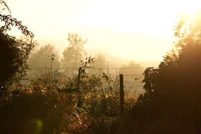 Trees on landscape against sky during sunset