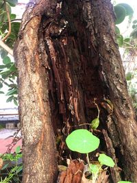 Close-up of tree trunk