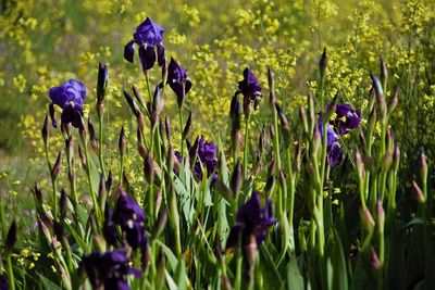 Close-up of purple flowering plants on field