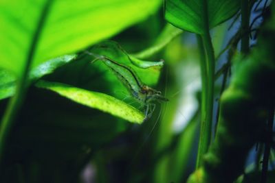 Close-up of insect on leaf