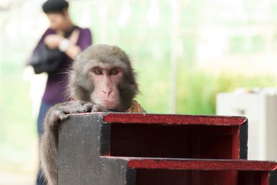 Close-up of monkey against blurred background