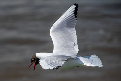 View of seagull flying