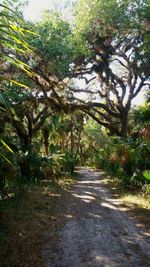 Trees along plants