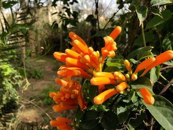 Close-up of orange flowering plant