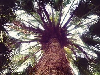 Low angle view of palm trees
