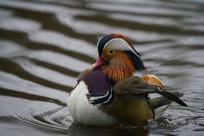 Close-up of duck swimming in lake