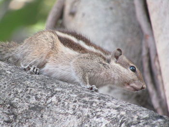 Close-up of squirrel on rock