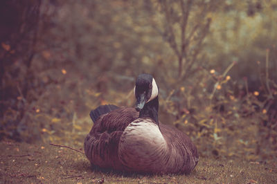 Close-up of canada goose on field