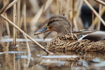 Close-up side view of a mallard duck